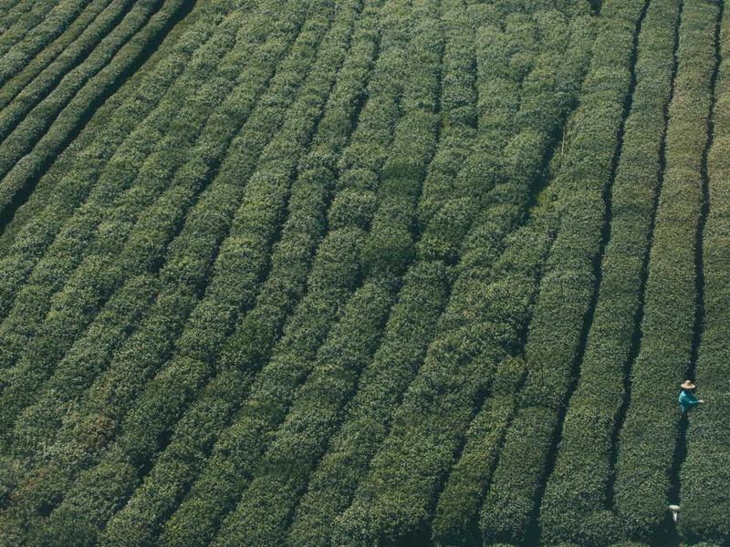 bán template Canva có kiếm được không